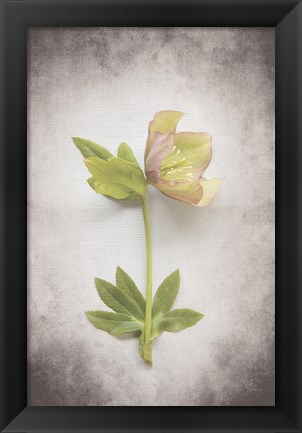 Framed Vintage Hellebore Study III Print