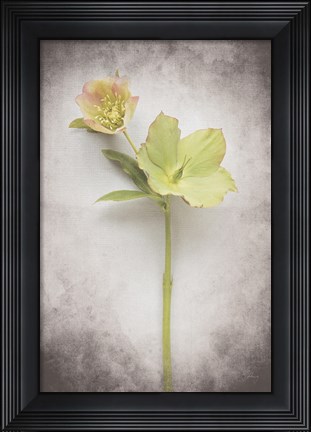 Framed Vintage Hellebore Study II Print