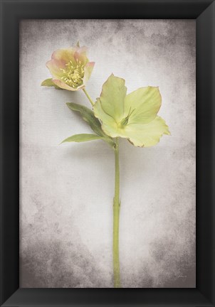 Framed Vintage Hellebore Study II Print