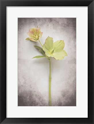 Framed Vintage Hellebore Study II Print