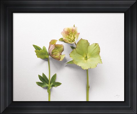 Framed Hellebore Study IV Print
