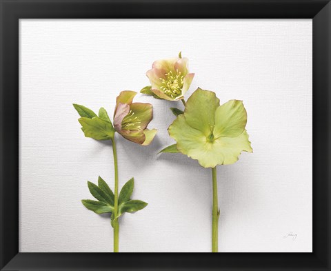 Framed Hellebore Study IV Print