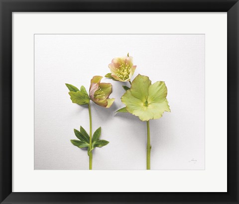 Framed Hellebore Study IV Print