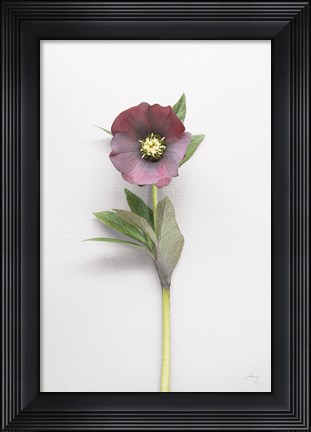 Framed Hellebore Study VI Print