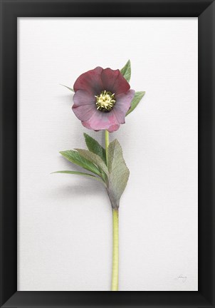 Framed Hellebore Study VI Print