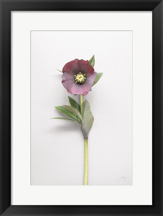 Framed Hellebore Study VI Print