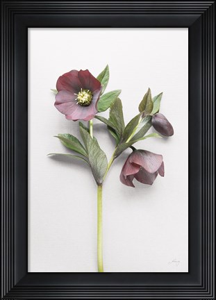 Framed Hellebore Study V Print