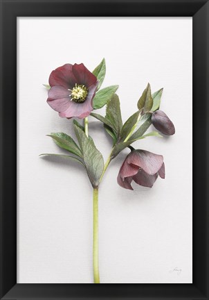 Framed Hellebore Study V Print