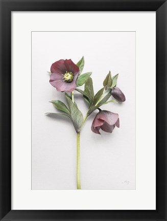 Framed Hellebore Study V Print