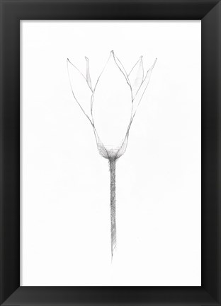 Framed Pencil Floral X Print