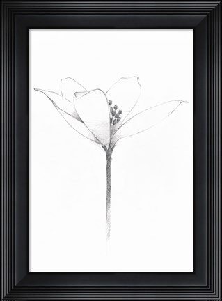 Framed Pencil Floral XI Print