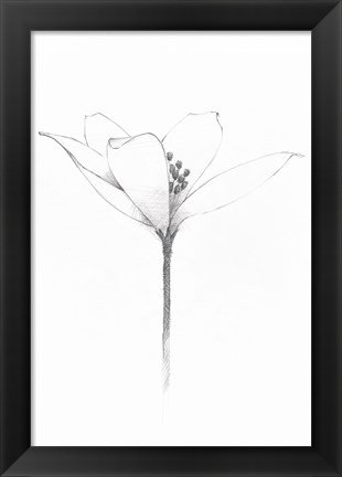 Framed Pencil Floral XI Print