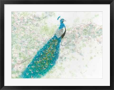 Framed Spring Peacock I Print