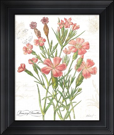 Framed January Dianthus on White Print