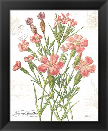 Framed January Dianthus on White Print