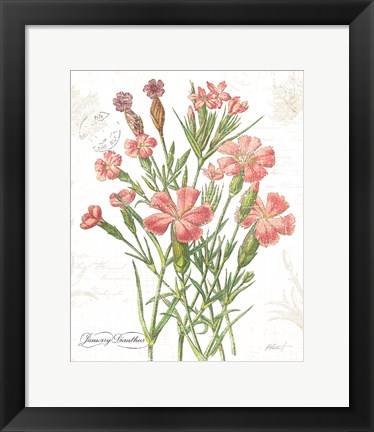 Framed January Dianthus on White Print