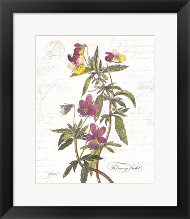 Framed February Violet on White Print