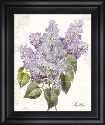 Framed May Lilac on White Print