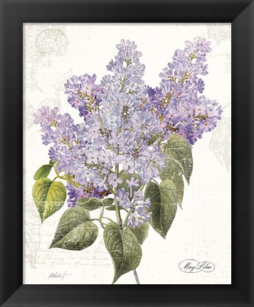 Framed May Lilac on White Print