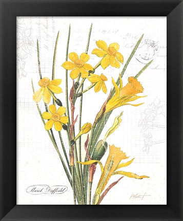 Framed March Daffodil on White Print