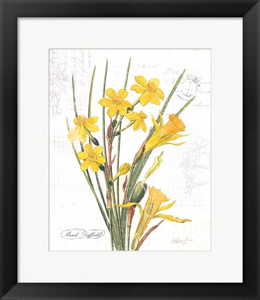 Framed March Daffodil on White Print