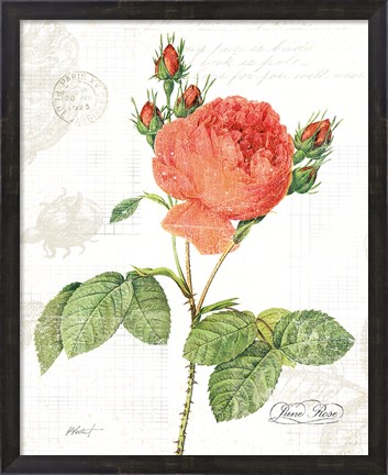 Framed June Rose on White Print
