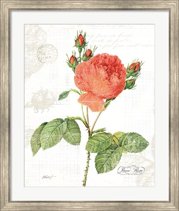 Framed June Rose on White Print