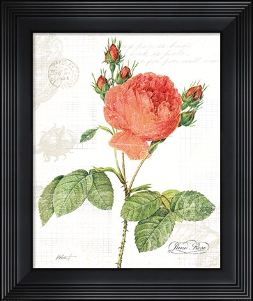 Framed June Rose on White Print