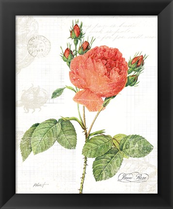 Framed June Rose on White Print