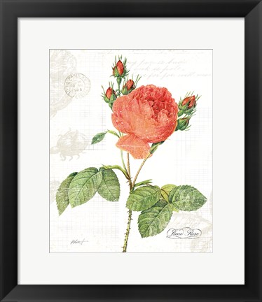 Framed June Rose on White Print