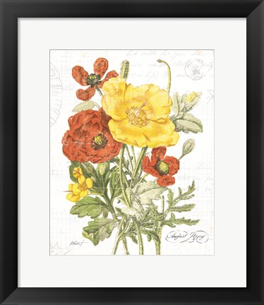 Framed August Poppy on White Print