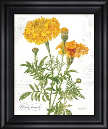 Framed October Marigold on White Print