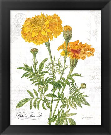 Framed October Marigold on White Print