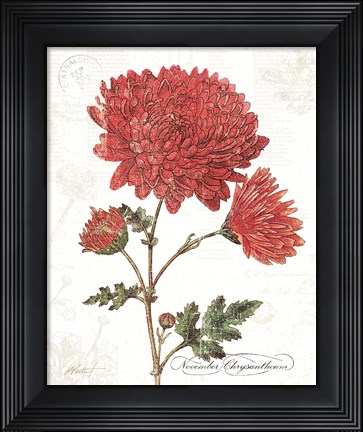 Framed November Mum on White Print