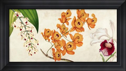 Framed Panneau Botanique II Print