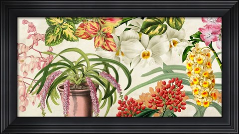 Framed Panneau Botanique IV Print