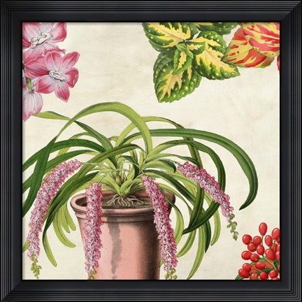 Framed Panneau Botanique VII Print