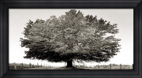 Framed Un Secolo di Tramonti (BW) Print