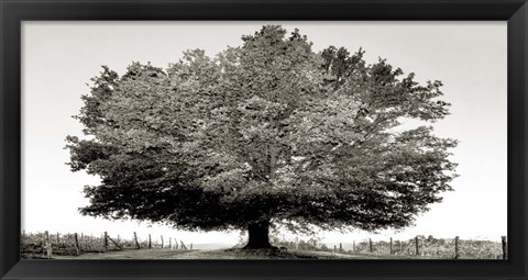 Framed Un Secolo di Tramonti (BW) Print