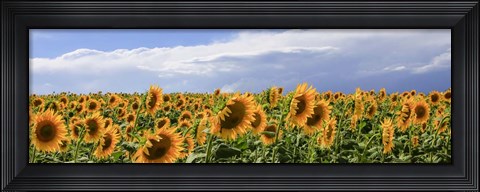 Framed Girasoli in Val D&#39;Orcia Print