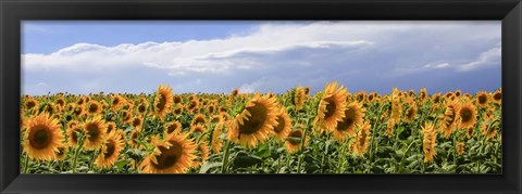 Framed Girasoli in Val D&#39;Orcia Print