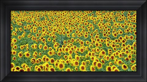 Framed Sunflower field, France Print