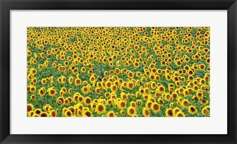 Framed Sunflower field, France Print