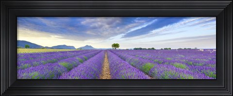 Framed Lavender Field, France Print