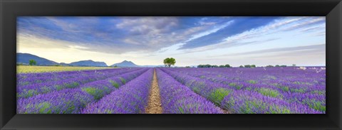 Framed Lavender Field, France Print