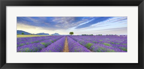 Framed Lavender Field, France Print