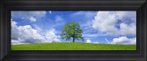 Framed Oak and clouds, Bavaria, Germany Print