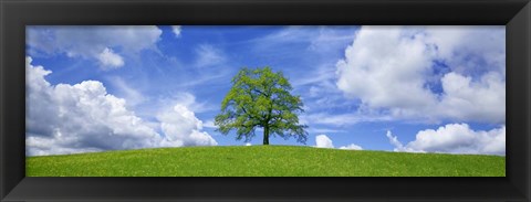 Framed Oak and clouds, Bavaria, Germany Print