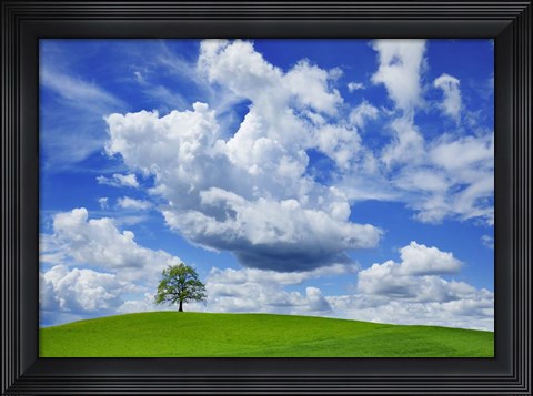 Framed Oak and clouds, Bavaria, Germany Print