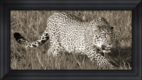 Framed Leopard Hunting Print